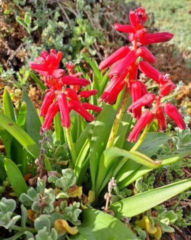 Lachenalia bulbifera flowering when ready